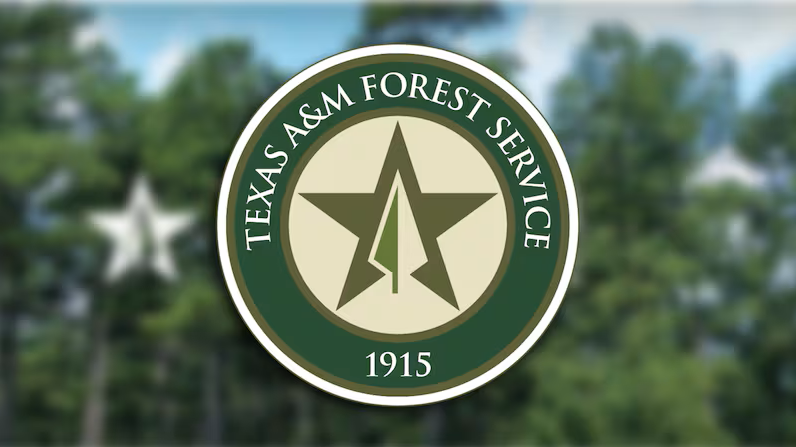 TAMU Forest Service