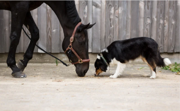 Pets & livestock